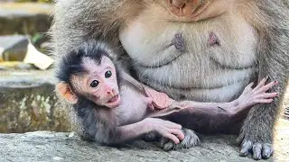 Beautiful lovely baby monkey Jagger in day two so healthy adorable playful