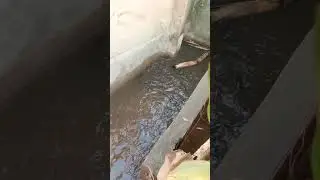 Feeding 322 Smokable Catfish inhabiting our Fish pond