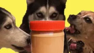 Husky & Pug Dogs eat Peanut Butter SO FUNNY!