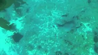 Scuba Diving with Sea Lions