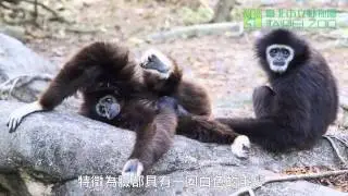 白手長臂猿家族 White Handed Gibbon Family
