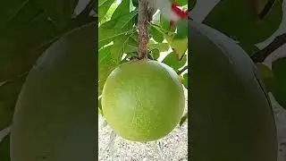 calabash fruit ( miracle fruit)in Indonesia Mojo fruit or Maja fruit #fruit #calabashfruit #calabash