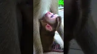 Hilarious Baby Monkey Milk Feeding Time | Monkey Life