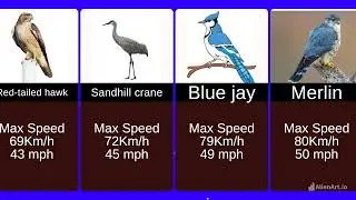 Fastest Birds in the World Speed Comparison