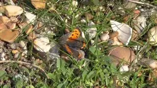 Unknown Orange & Brown Butterfly Landguard Point Nature Reserve Suffolk  UK 26sep15 1211p