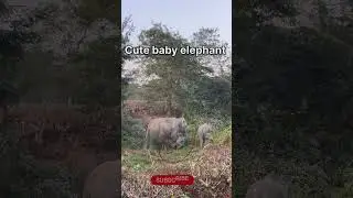 Cute baby elephant #assam #wildlife #elephant #animals #shorts #shortvideo #reels  #viralshorts