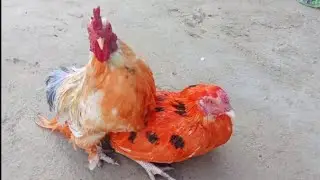 Chicken mating Process | Pekin bantam chicken | Aseel Chicken | Rooster crowing sound | Cartoon