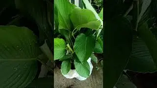Calathea lutea 30,90 size/9847405270