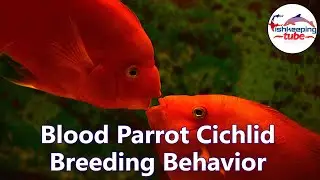 Blood Parrot Cichlid Breeding Behavior | Kissing Sence 🐟