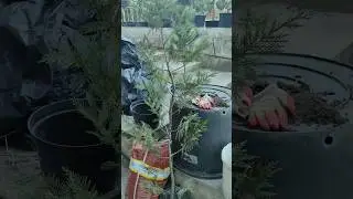 Для восстановления кипарисовика(  Купрессоципарис). Какий Удобрения и как использовать припораты.