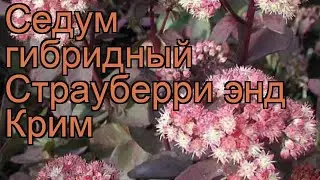Седум гибридный Страуберри энд Крим 🌿 обзор: как сажать, рассада седума Страуберри энд Крим