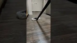 ✨ Transform Your Laminate Floors with Vapor Steam Cleaning! ✨ #cleaning #satisfying