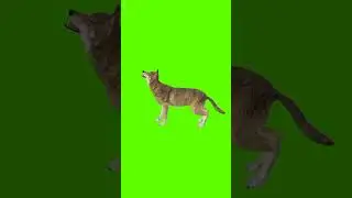 fox howl green screen 🦊/no copy right#youtubeshorts