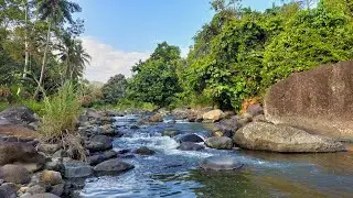 Peaceful Forest River Flowing Over Stones | Natural Water Sounds for Deep Relaxation