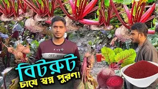 মহামুল্যবান বিটরুট চাষে লাখপতির স্বপ্ন তরুনের | উদ্যোক্তার খোঁজে