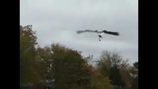 Was meant to keep the geese away.......Not    LOL