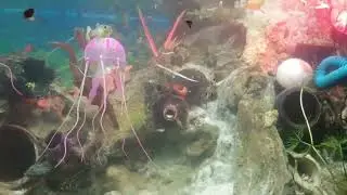 #سلسلة الحياة في حوض السمك #Aquarium life cycle #cycle de vie de l'aquarium 