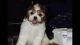 Shihtzu Puppies, Best Price Family Pet Dog Breed for Sale 🐶 HappyKennel Dog Market in Delhi Gurgaon