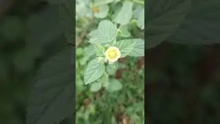Sida cordifolia, a medicinal herb of Cuttack, Odisha #conservation #medicinalplant