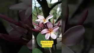 Beach flowers