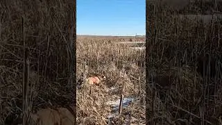 Gotcha!  #pheasanthunting #jcwoutdoors #sdinthefield