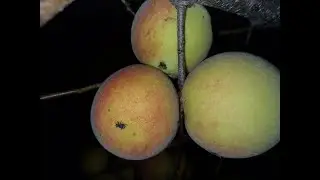 Plum Curculio  - a significant pest for peaches