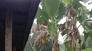  Hujan bercampur air sore hari di perkampungan Gunungkidul #gunungkidul #rain #hujan 
