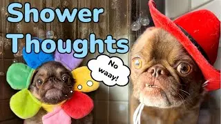 Pug Shower Thoughts: Hilarious Insights from the Tub!