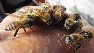 hd closeup of honey bees eating honey off my hand