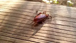 4K UHD 2160p Ants Eating a Cockroach