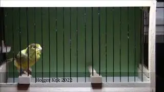 Timbrado-Espanol-Gesangskanarien. Holger Kok