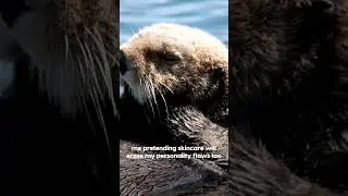 When Otters Do Skincare Better Than Us 🦦✨ | Animal Planet India