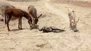Donkey Life In Desert Area