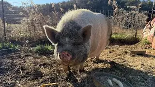 Treat Time with the Pigs & Birds! 