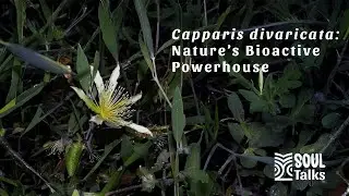 Soul Talks Episode 63: Capparis Divaricata: Nature&rsquo;s Bioactive Powerhouse