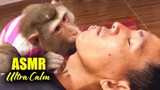 ASMR For People Who NEED Sleep | Ultra Calm Monkey Face Grooming (No Talking)