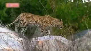 Leopard Vs Giant Python Fight  Amazing Moment Caught On Camera 480p
