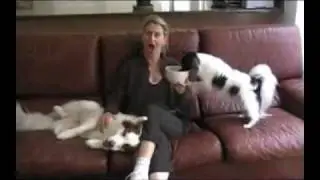 Tampa Dog Training: Courteous Canine, Inc. Tampa, FL:  A humorous look at begging.