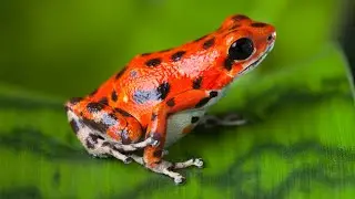 Red Frog: Oophaga pumilio in the Wild