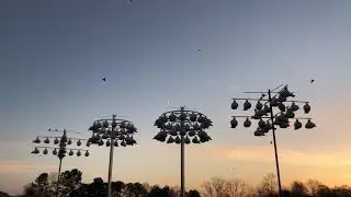 Attracting Purple Martins!