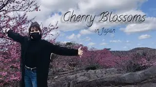 Cherry Blossoms in Japan 2021 | Living on Okinawa, Ocean