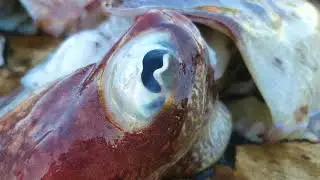Cuttlefish Cutting Performance  | Cuttlefish Cleaning and Cutting Skills