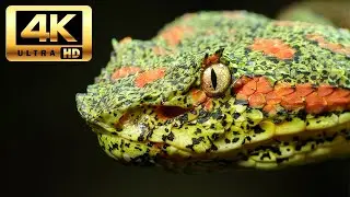 A Wildlife Expedition Through Costa Rica | Nigel Marven's Wild Central America | 4K Nature | UHD