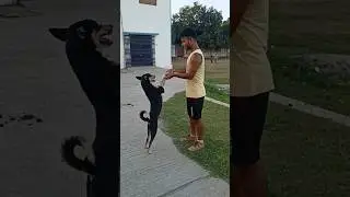 Doggy Bhi Sikh Gaya Handstand☠️🔥#stunt #calisthenics #workout