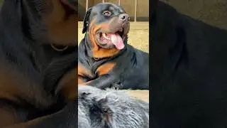 Breathing Sound 😮&zwj;💨😇 #rottweiler #asmr #shorts
