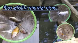 প্রচন্ড শীতে প্রতিদিন মাছ মারা যাচ্ছে। 