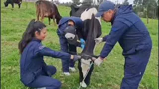 DIARREA VIRAL BOVINA