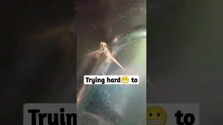 Lizard🦎 trying hard😬 to escape😲😯