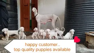 customer review and black Mudhol hound puppies available 8762722679 Hindi and Telugu