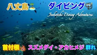 八丈島🏝ダイビング🤿八丈小島🏝首付根🪸スズメダイ・アカヒメジの群れ😆👍2025年9月